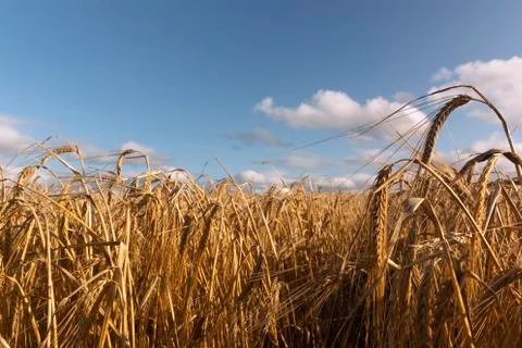 Barley grain Stock Photos