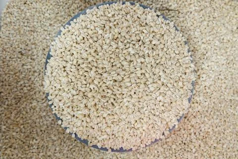 Barley grain Stock Photos