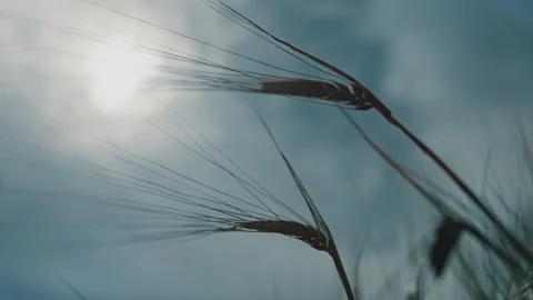 Barley grains Video stock 263724312