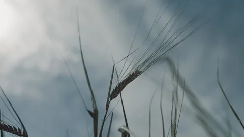 Barley grains Video stock 263724450