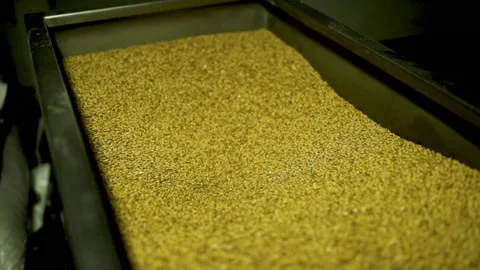 Barley grains going through machine at factory Stock Footage 132741381