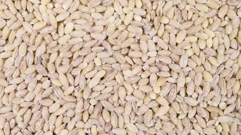 Barley grains isolated on a white background. Video stock 201744860