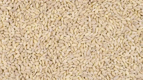 Barley grains isolated on a white background. Video stock 201744875