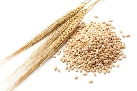 Barley with grains Stock Photos