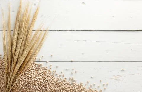 Barley with grains Stock Photos