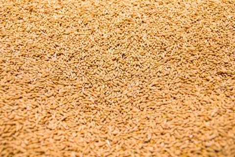 Barley grains Stock Photos
