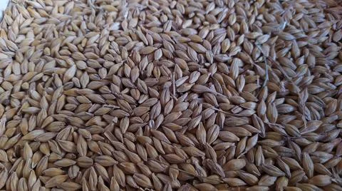 Barley grains Stock Photos
