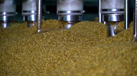 Barley grains preparing at a huge container for brewing process Vidéo 64411069