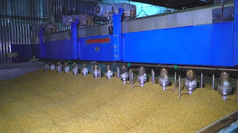 Barley grains preparing at a huge container for brewing process Video stock 64411071