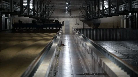 Barley grains preparing at a huge container for brewing process Stock Footage 99330974