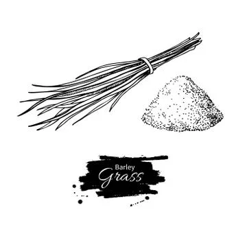 Barley grass and powder vector superfood drawing. Isolated hand Stock Illustration