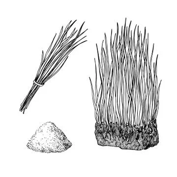 Barley grass and powder vector superfood drawing. Isolated hand Stock Illustration