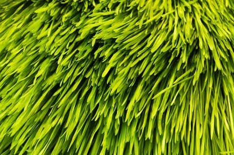 Barley grass Foto stock