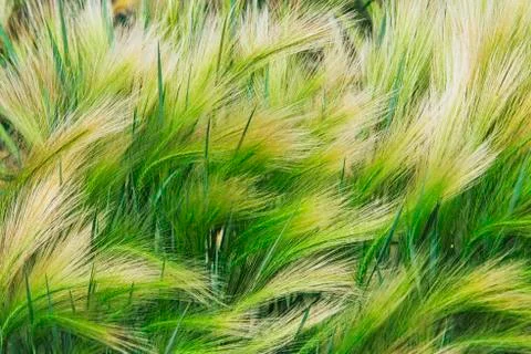 Barley Grass Stock Photos