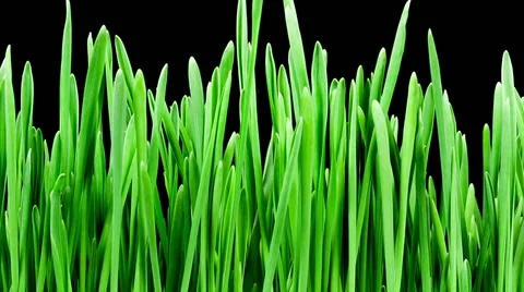 Barley grass sprouting and growing timelapse Stock Footage 45840348