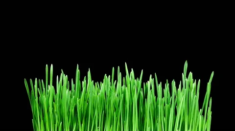 Barley grass sprouting and growing timelapse Stock Footage 45841186