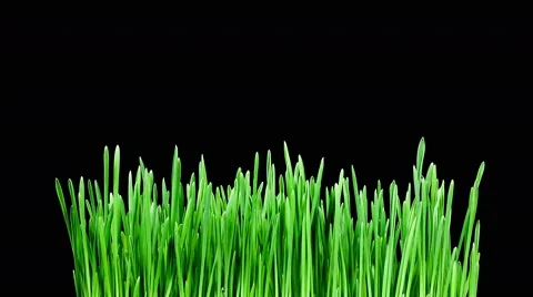 Barley grass sprouting and growing timelapse in 4K (4096x2304) Stock Footage 45841447