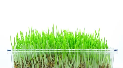 Barley grass sprouting and growing timelapse Stock Footage 48882689