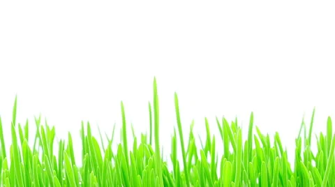 Barley grass sprouting and growing timelapse Stock Footage 49063760