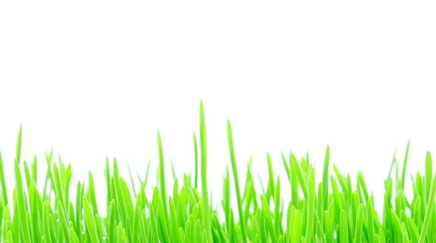 Barley grass sprouting and growing timelapse Stock Footage 49064180