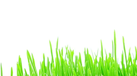 Barley grass sprouting and growing timelapse Stock Footage 49064393