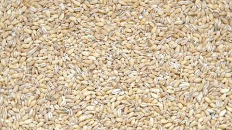 Barley groats Stock Footage 36647834