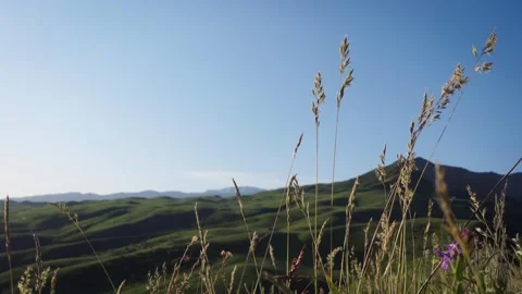 Barley growing on the hill, Harmonic scenery Stock Footage 311725859