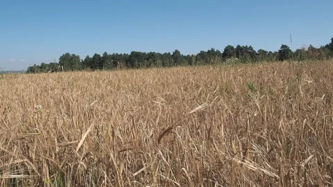 Barley grows in the farm field. Stock Footage 93386893