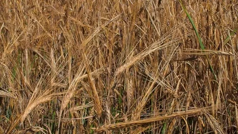 Barley grows in the farm field. Stock Footage 93386929