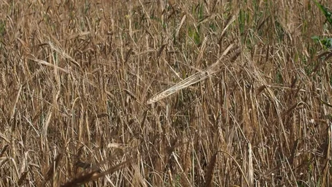 Barley grows in the farm field. Video stock 93387004