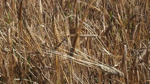 Barley grows in the farm field. 库存影片 93387075