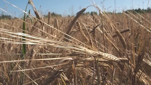 Barley grows in the farm field. 库存影片 93387148