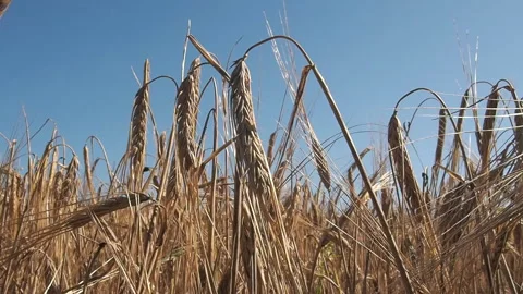 Barley grows in the farm field. Stock Footage 93387199