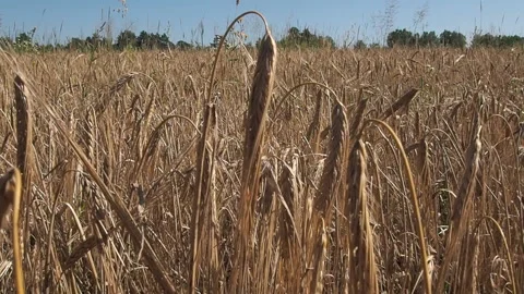 Barley grows in the farm field. Video stock 93387272