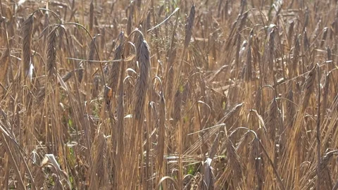 Barley grows in the farm field. Stock Footage 93387293
