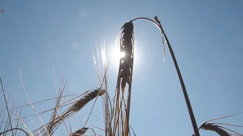 Barley grows in the farm field. 库存影片 93387319
