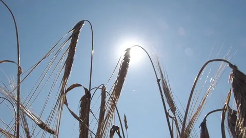 Barley grows in the farm field. Video stock 93387352