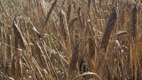 Barley grows in the farm field. 스톡 동영상 93387387