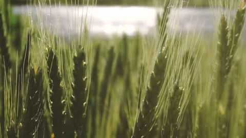 Barley in growth Stock Footage 90607998