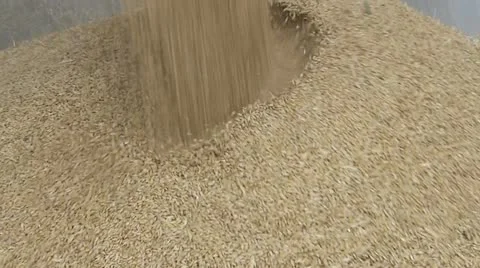 Barley Harvest Видео 22252666