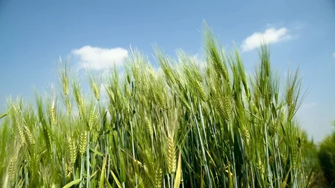 Barley harvest Stock Footage 108690439