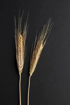Barley heads on the black background with copy space. Stock Photos