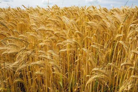 Barley from a low perspective Stock Photos