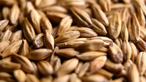 Barley malt for making beer or whiskey Stock Footage 125599603