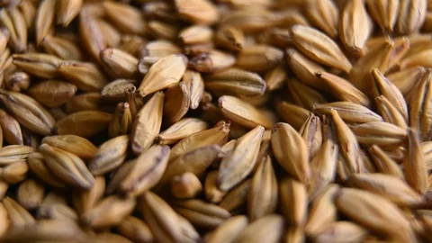 Barley malt for making beer or whiskey Stock Footage 125599620