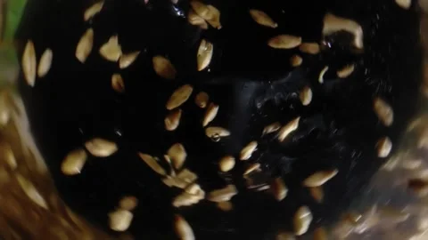 Barley malt for making beer or whiskey. Malt is brewed on a dark background. Vídeos de archivo 162805995