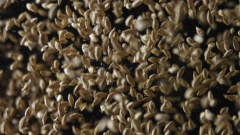 Barley malt for making beer or whiskey. Malt is brewed on a dark background. Vídeos de archivo 162807694
