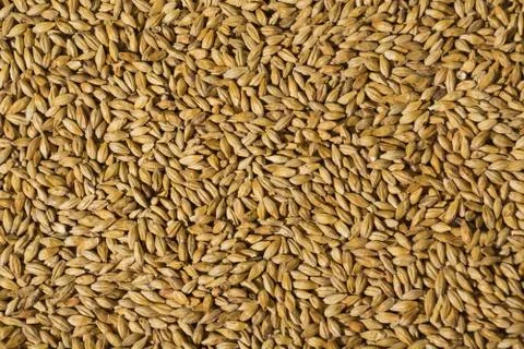 Barley malt Stock Photos