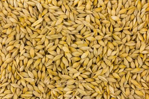 Barley many grains base pattern background natural beige yellow shallow Stock Photos