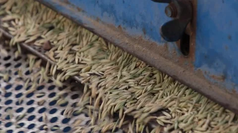 Barley is milled Stock Footage 294121056